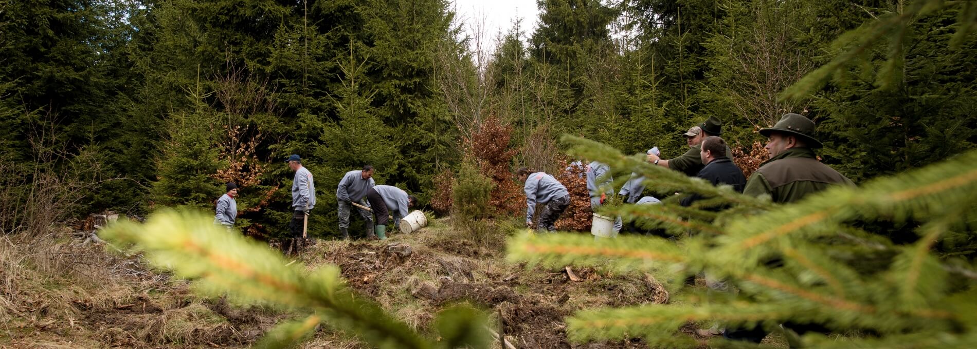 Several people are in a Romanian forest reforesting the forest.