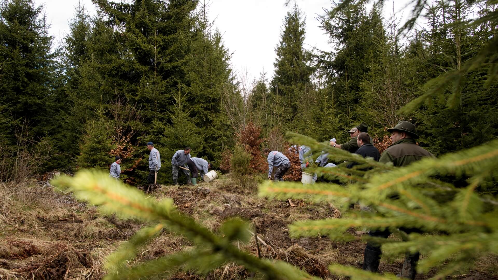 Several people are in a Romanian forest reforesting the forest.