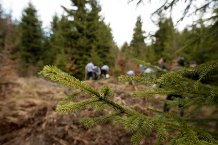 As part of a reforestation project in Romania small trees get planted.