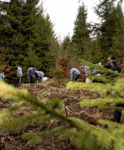 Mehrere Personen sind in einem rumänischen Wald und forsten den Wald auf.