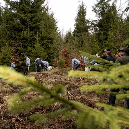 Mehrere Personen sind in einem rumänischen Wald und forsten den Wald auf.