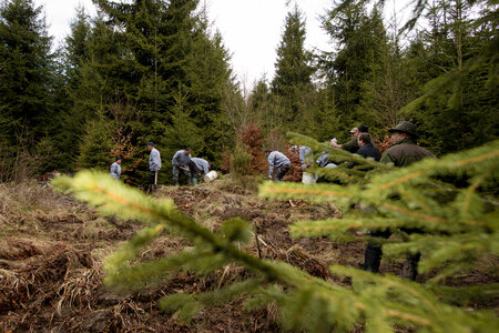 Several people are in a Romanian forest reforesting the forest.