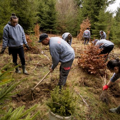 Auf dem Foto sieht man Personen in einem Wald, die gerade dabei sind, Bäumchen zu pflanzen im Zuge eines Aufforstungsprojektes in Rumänien der Zingerle Group.